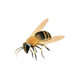 Honey bee