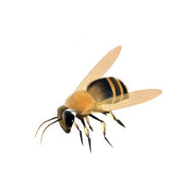 Honey bee