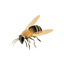 Worker bee