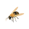 Worker bee